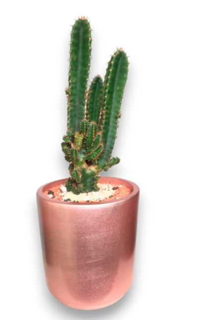 Cactus alto