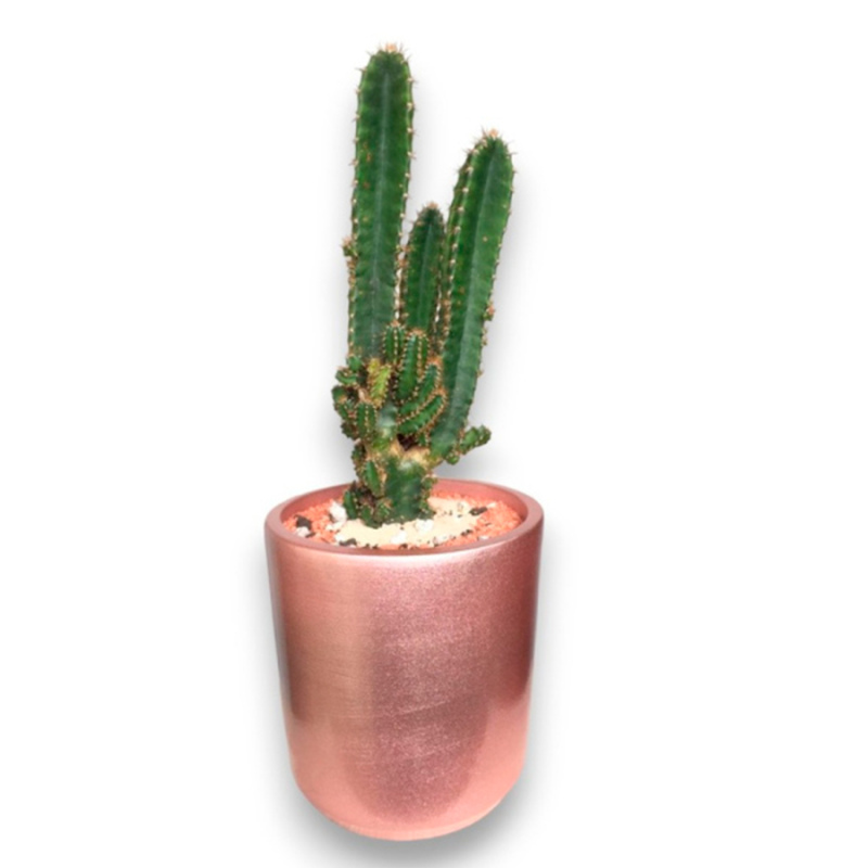 Cactus alto