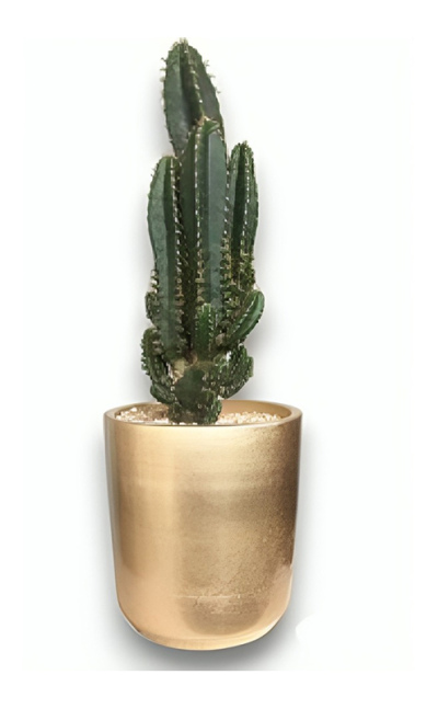 Cactus alto en matera cerámica.