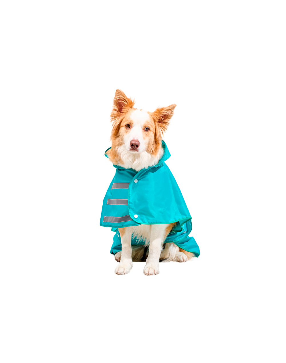 capa-impermeable-para-perro-capa-lluvia-para-perro
