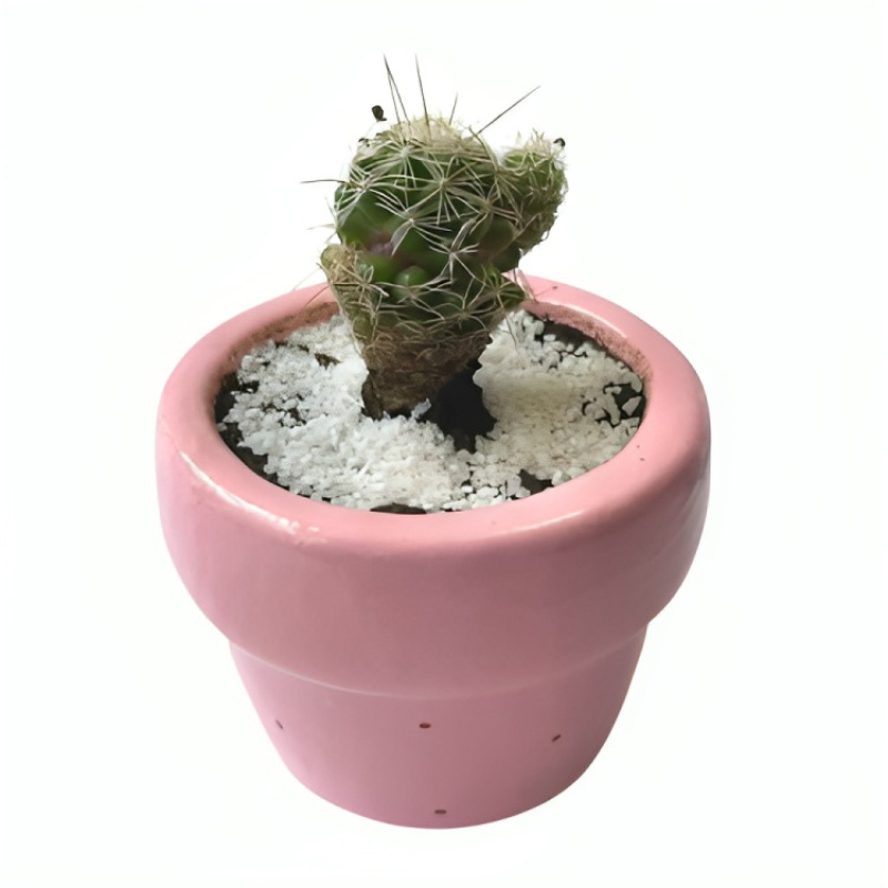 Matera tradicional cactus
