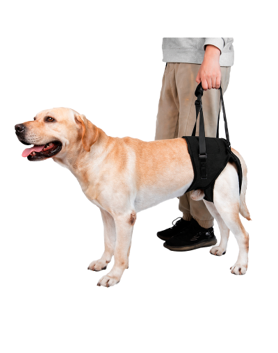 SOPORTE DE CADERA PARA PERRO (L/XL) Marca Braco
