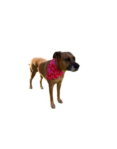 Pañoleta para perros y gatos Corazones | Hanker Pets by Cotton Snacks