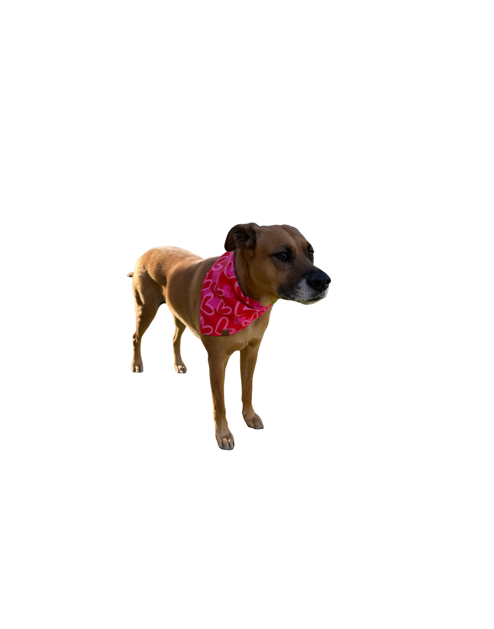 Pañoleta para perros y gatos Corazones | Hanker Pets by Cotton Snacks