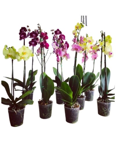 Orquídeas doble vara flor grande 