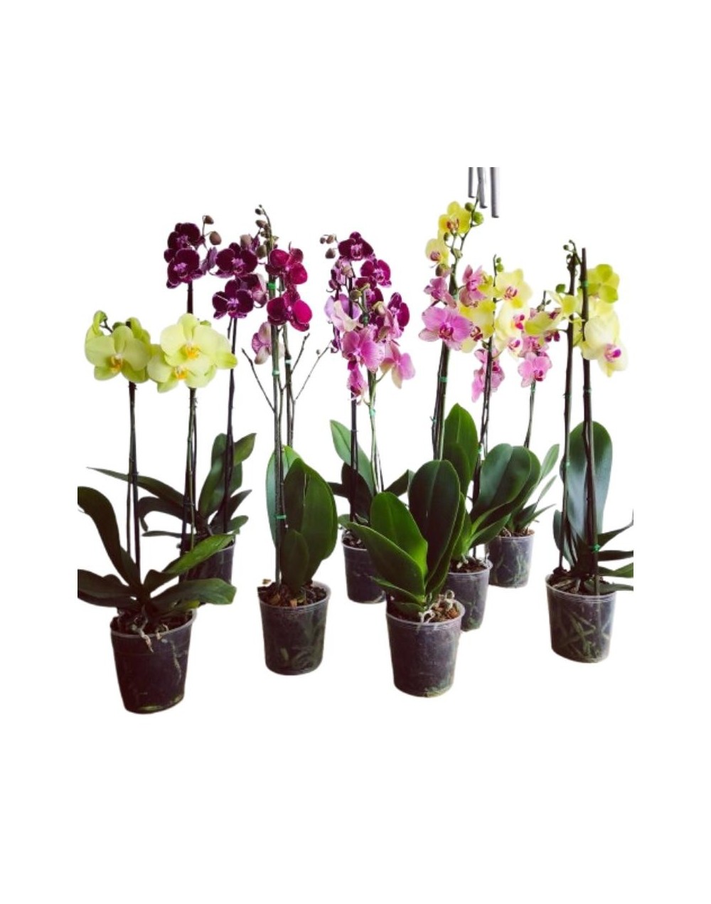 Orquídeas doble vara flor grande 