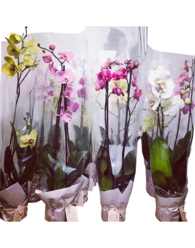 Orquídeas doble vara flor grande 