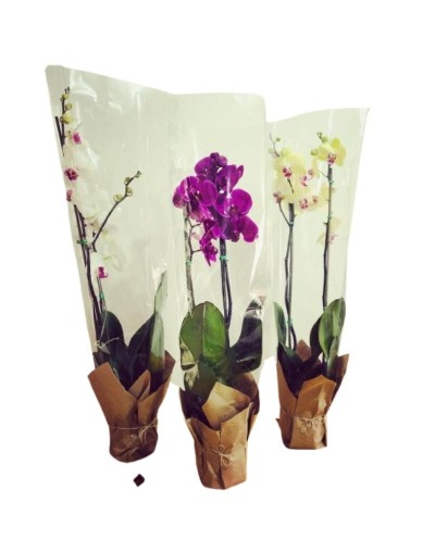 Orquídeas doble vara flor grande 