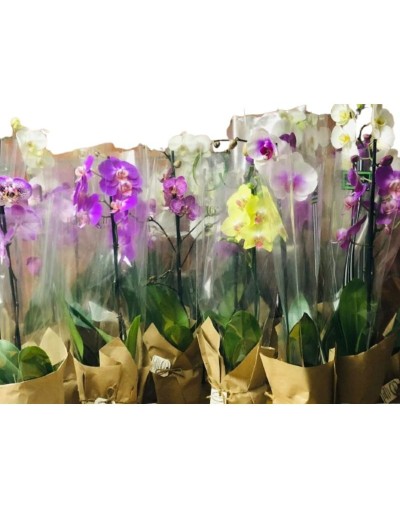 Orquídeas doble vara flor grande 