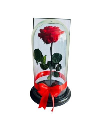 Rosa preservadas en cúpula de cristal
