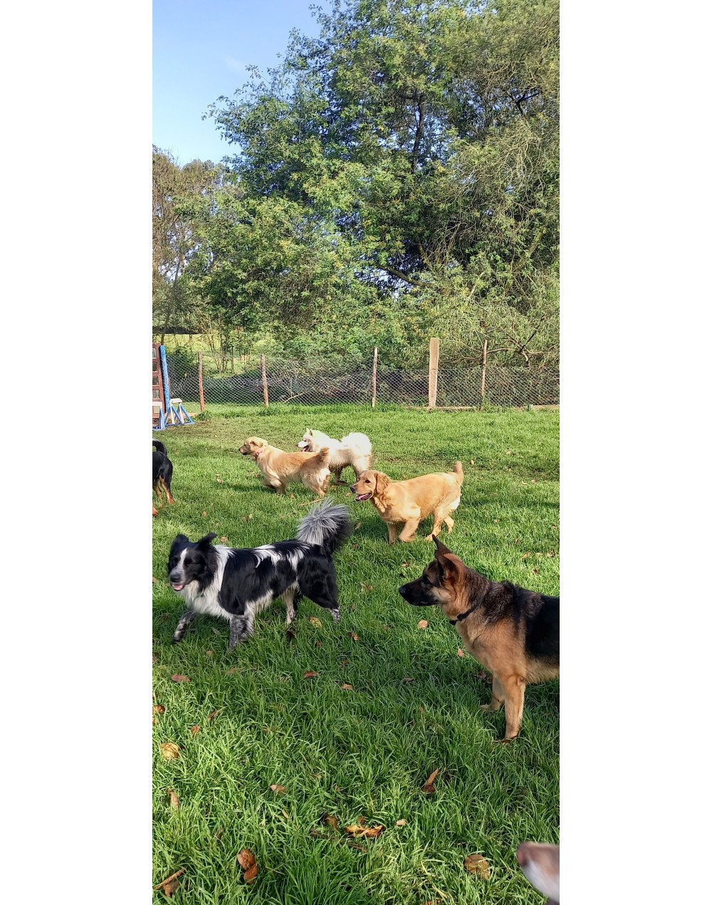 Colegio canino