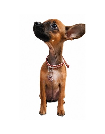 Collar para Gatos y Perros de Raza Pequeña