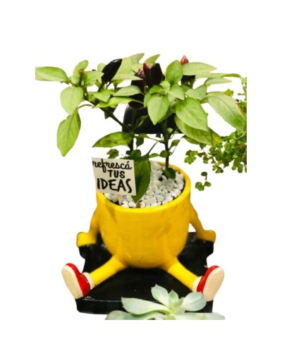 🌿 Plantas en Cerámica IPQUA
