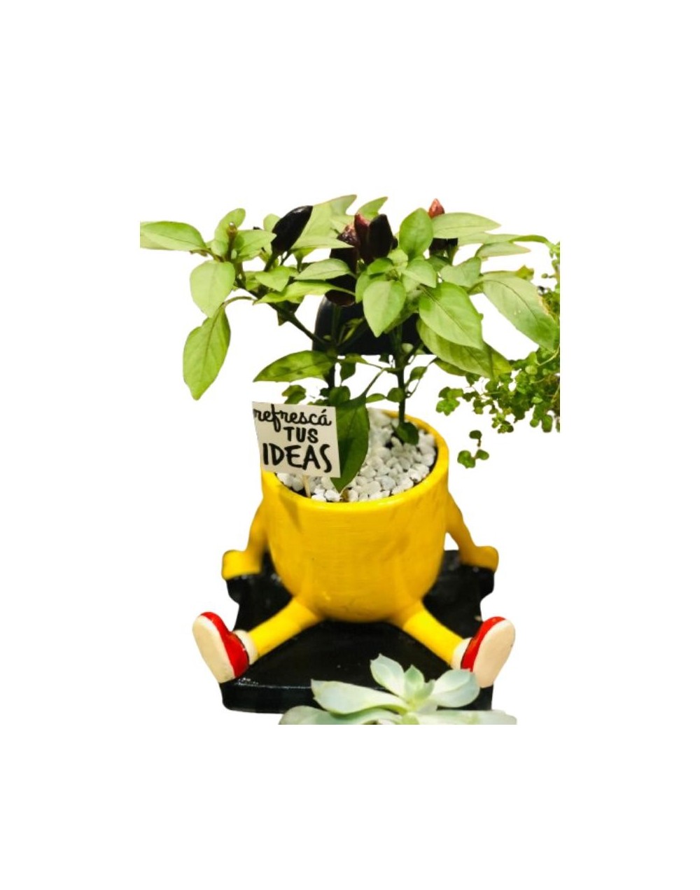 🌿 Plantas en Cerámica IPQUA