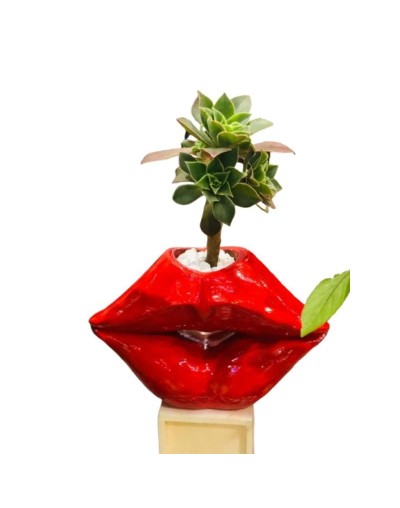 🌿 Plantas en Cerámica IPQUA