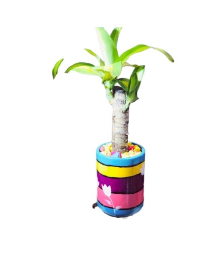 🌿 Plantas en Cerámica IPQUA