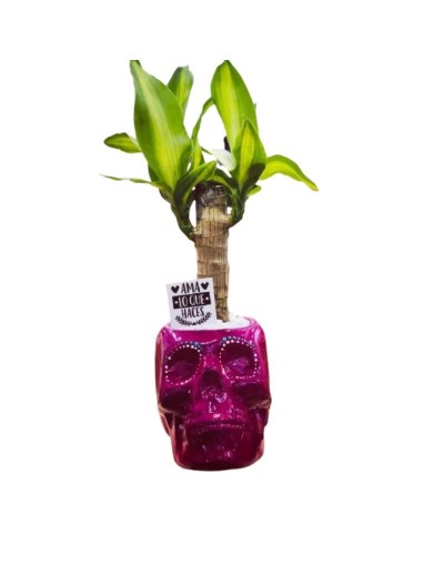 🌿 Plantas en Cerámica IPQUA