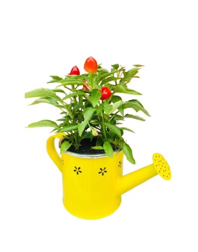 🌿 Plantas en Cerámica IPQUA