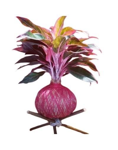 🌿 Kokedama con Aglaonema Rosa (Siam Aurora)