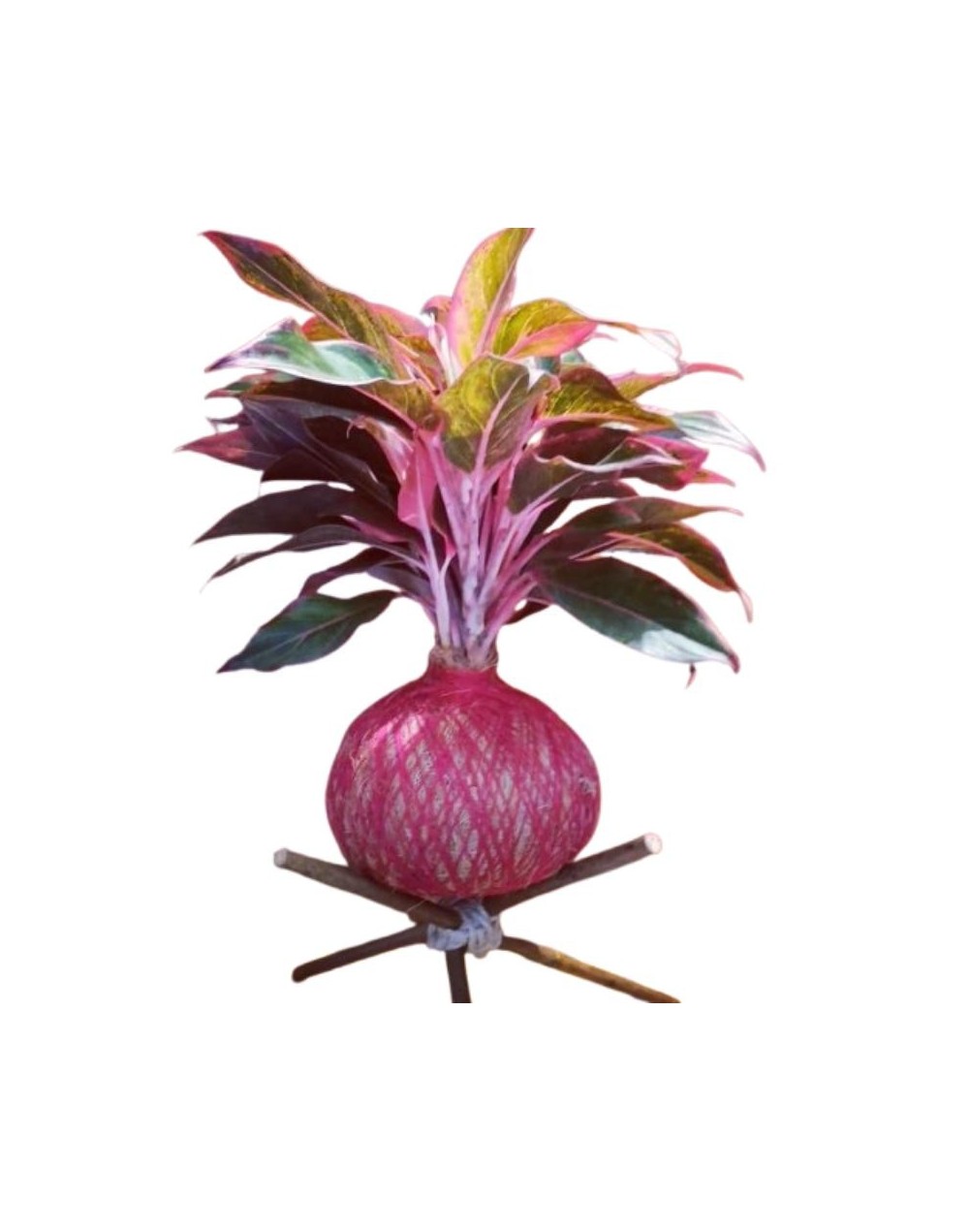 🌿 Kokedama con Aglaonema Rosa (Siam Aurora)