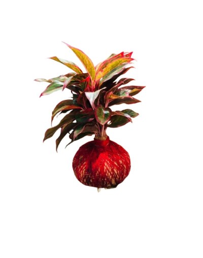 🌿 Kokedama con Aglaonema Rosa (Siam Aurora)