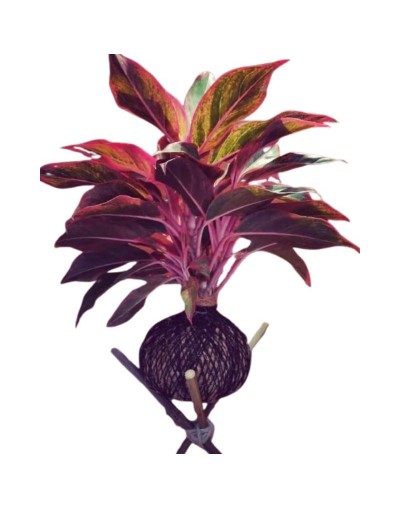 🌿 Kokedama con Aglaonema Rosa (Siam Aurora)