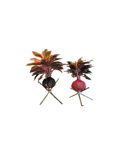 🌿 Kokedama con Aglaonema Rosa (Siam Aurora)