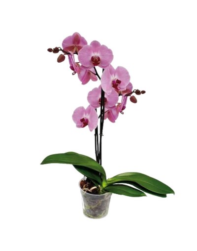 Orquidea