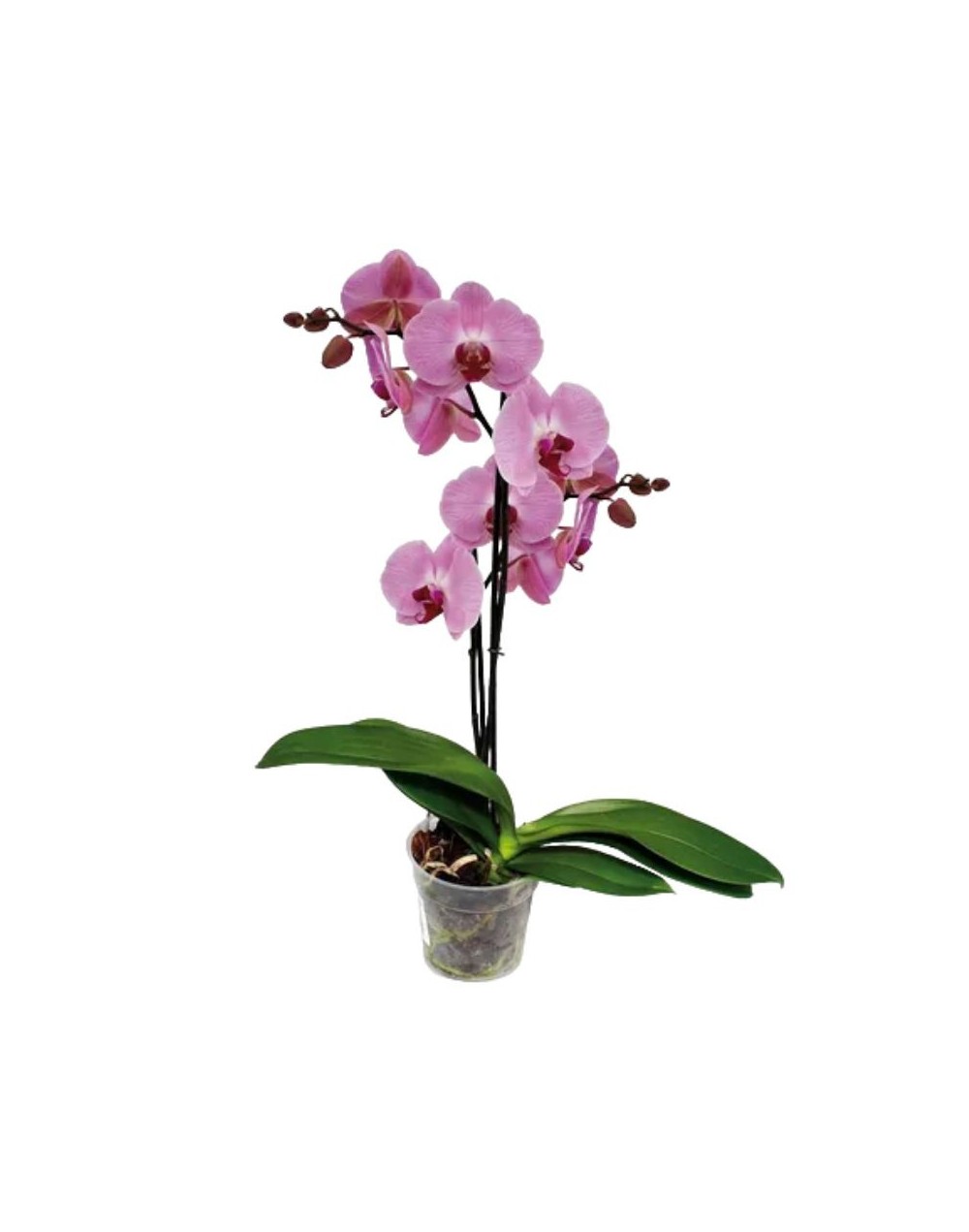 Orquidea