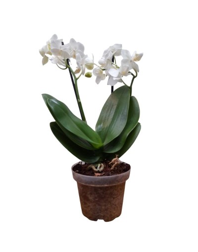 Orquidea Mini