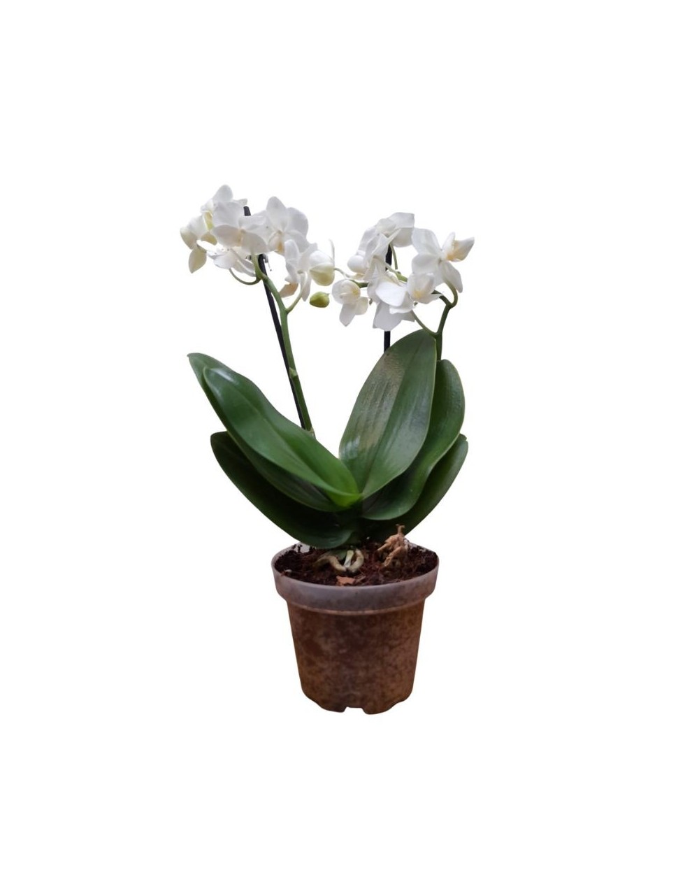 Orquidea Mini