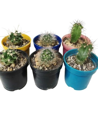 Cactus medianos