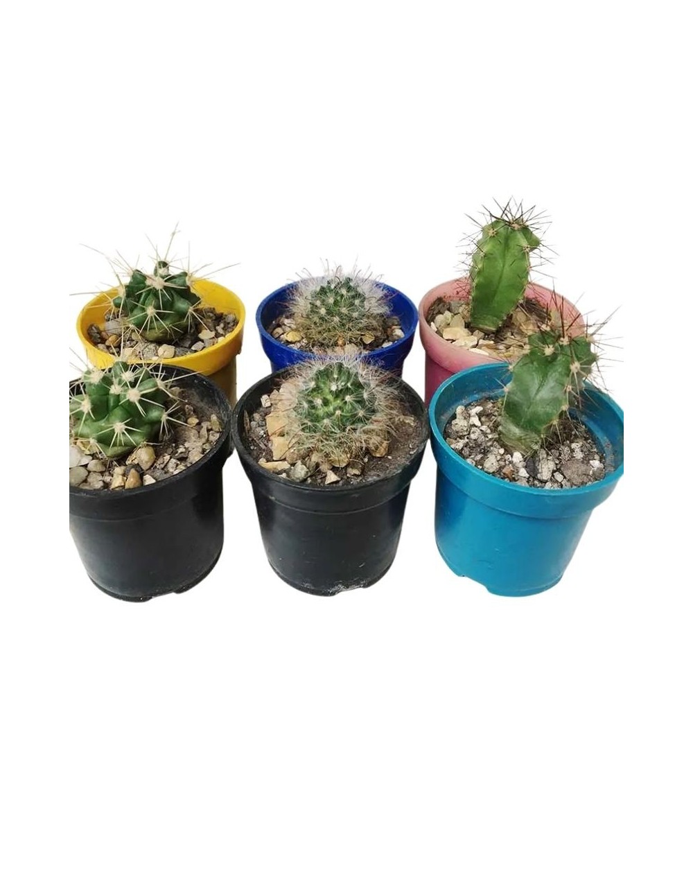 Cactus medianos