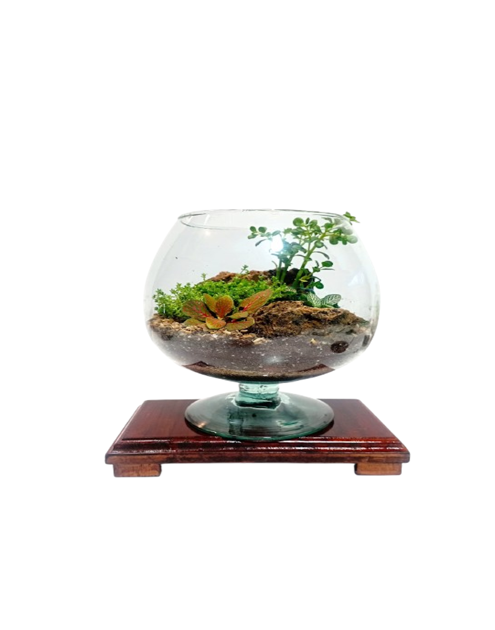 terrario copa