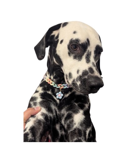 Collar Cubana Arcoíris Personalizado | Moluka