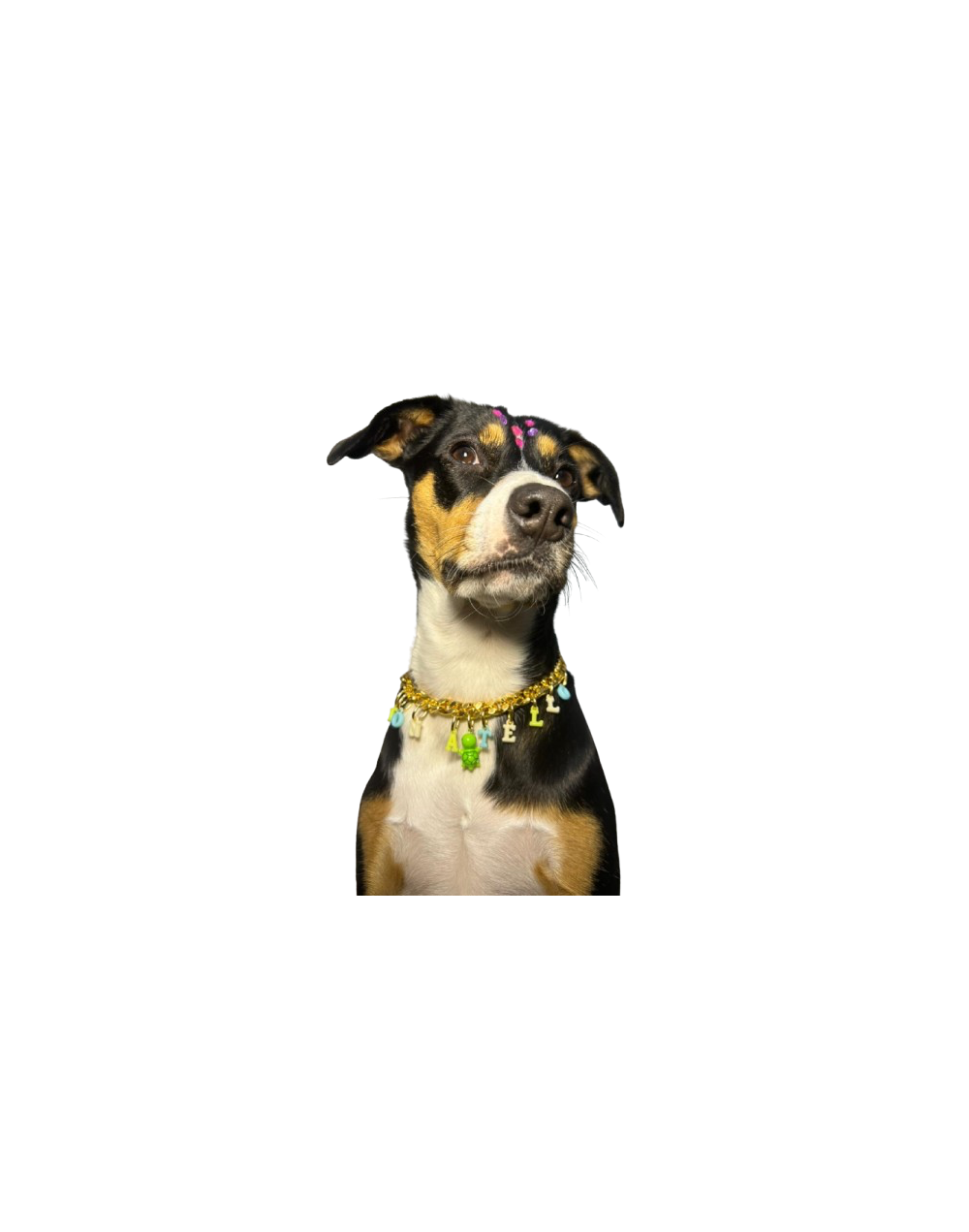 Collar  Dorado Personalizado | Moluka