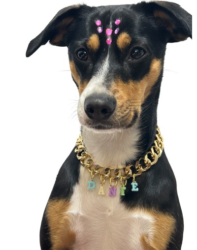 Collar cubana elite