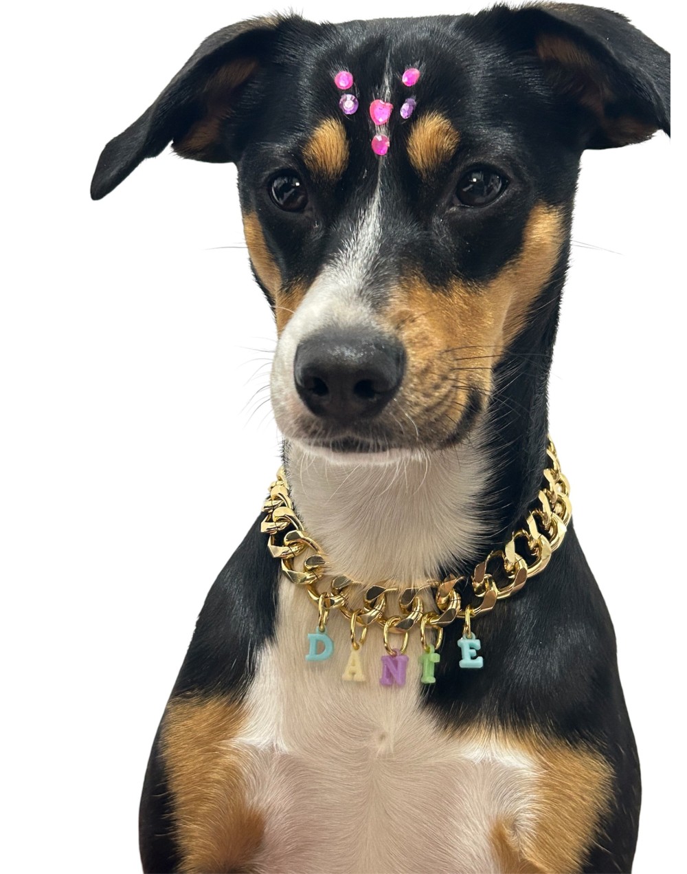 Collar Élite Dorado para Perros Grandes | Moluka