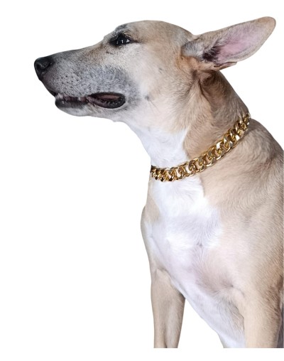 Collar Élite Dorado para Perros Grandes | Moluka