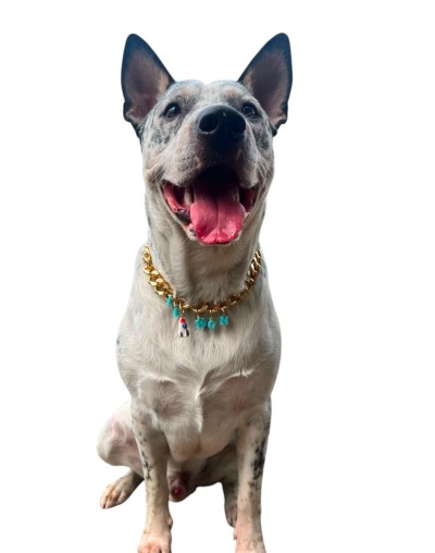 Collar Élite Dorado para Perros Grandes | Moluka