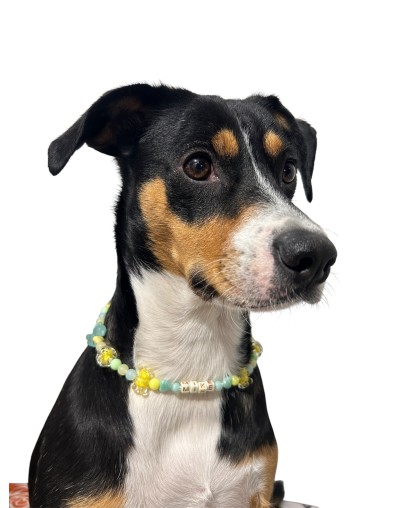 Collar de Hilo Personalizado perros y gatos | Moluka