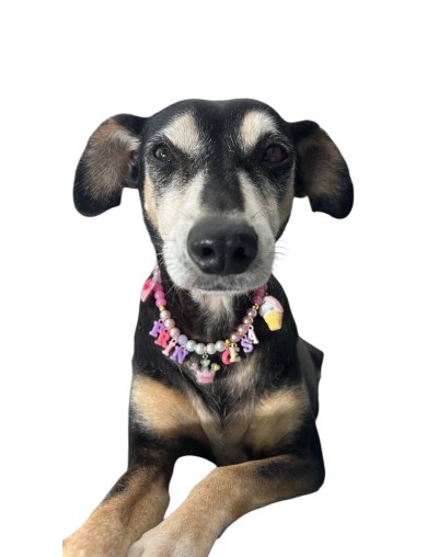 Collar de Hilo Personalizado perros y gatos | Moluka