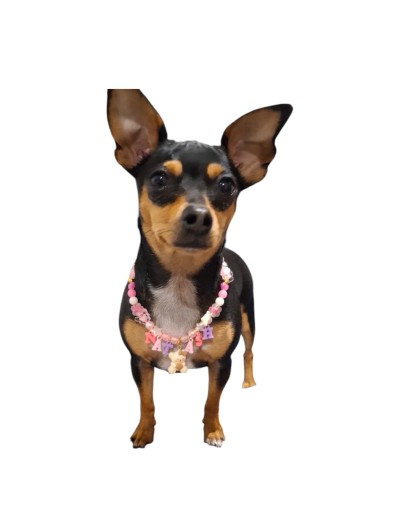 Collar de Hilo Personalizado perros y gatos | Moluka