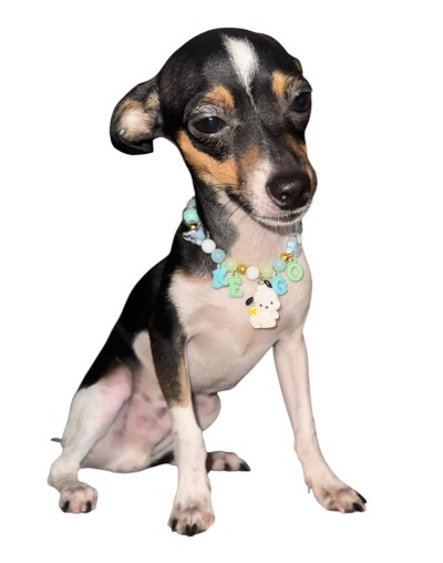 Collar de Hilo Personalizado perros y gatos | Moluka