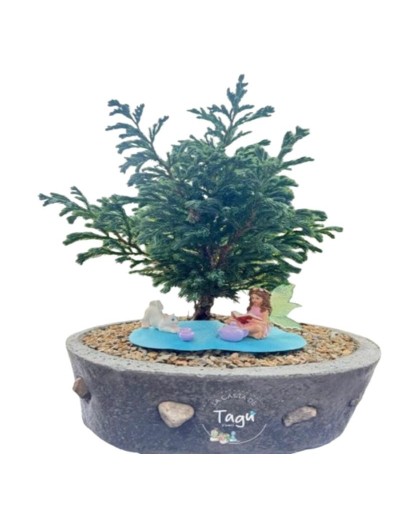 Bonsai de Pino