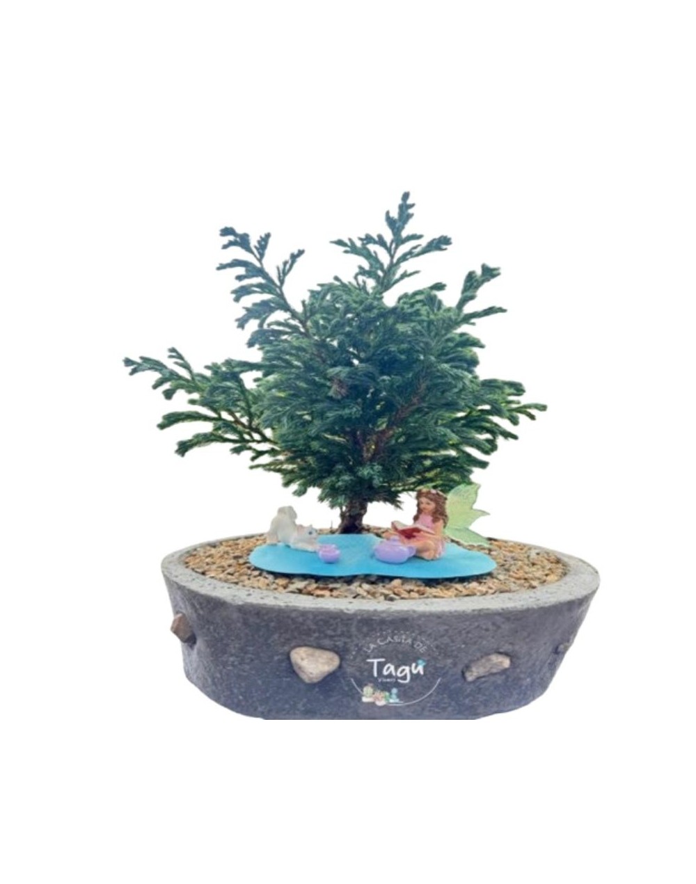 Bonsai de Pino
