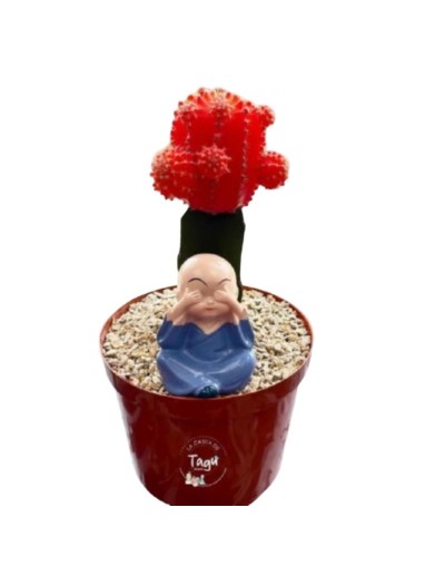cactus coreano 