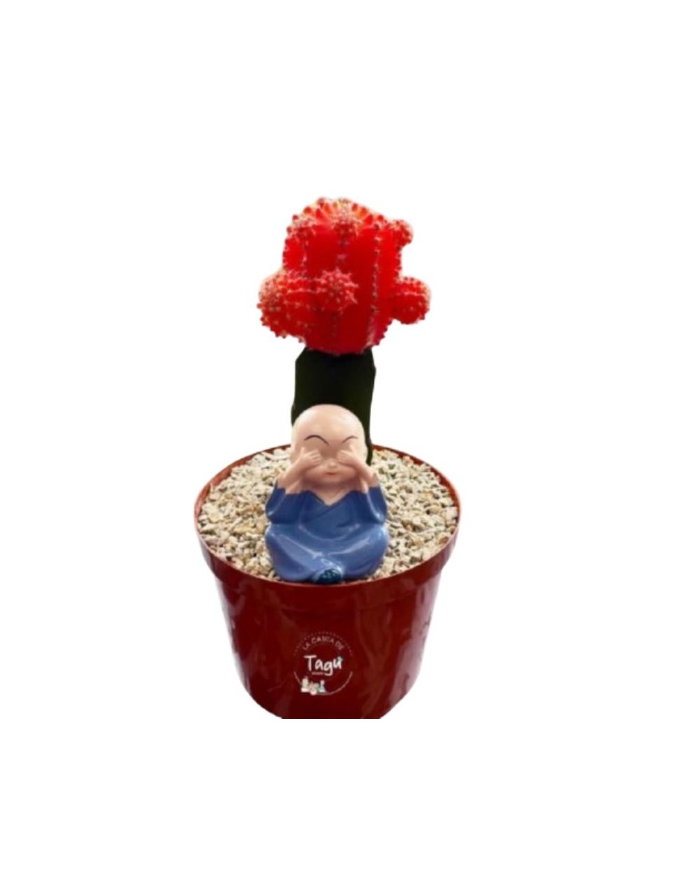 cactus coreano 