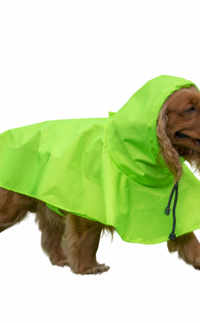 Carpa para perros para lluvia 