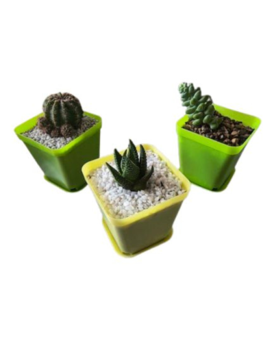 Colección de Macetas Cuadradas para Recordatorios Especiales